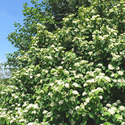    Cornus alba